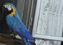 ببغاء مكاو Blue and Gold متكلم مواجهه اليف عجينه ثوب كامل وبجنن وافلح من ذكر الله وشوف الوصف