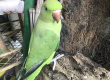 دره هندي دره هندي