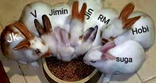 2 MONTHS OLD RABBITS FOR SALE 2 MONTHS OLD RABBITS FOR SALE