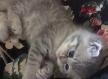 British short haired female cat aged one and a half months British short haired female cat aged one and a half months