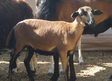 وعل شيب ذكر وأنا وعل شيب ذكر وأنا