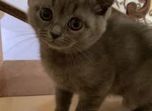 Cute British Short Hair Kitten (برتش شورت هير) Cute British Short Hair Kitten (برتش شورت هير)
