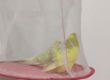 fellow red eyes budgie pair fellow red eyes budgie pair