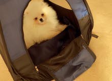 male Pomeranian for mating male Pomeranian for mating
