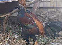ديك ودجاجه ديك ودجاجه