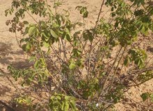 بيار وراد في منتقط ضراع طمار لي الشرا ارج اتصال . بيار وراد في منتقط ضراع طمار لي الشرا ارج اتصال .