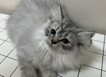 Persian Scottish fold male kitten شيرازي سكوتش فولد قط ذكر Persian Scottish fold male kitten شيرازي سكوتش فولد قط ذكر