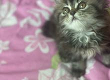 قطه شيرازيه بيور قطه شيرازيه بيور