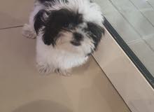 shihtzu puppy 3 months