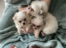 pure breed Pomeranian tea cup pure breed Pomeranian tea cup
