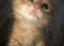 شيرازي ذكر Persian male kitten شيرازي ذكر Persian male kitten