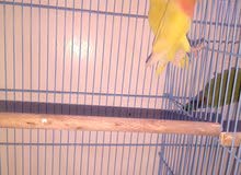 lotino love bird breeding pair lotino love bird breeding pair