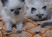 chocolate Himalayan Kitten chocolate Himalayan Kitten