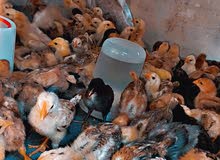 صيصان بلدي حبة نظيفة بسعررر حرق