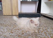 قطة هيملايا قطة هيملايا