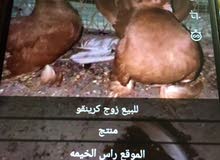 للبيع كرينقو حمام للبيع كرينقو حمام