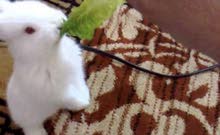 للبيع ارنب للبيع ارنب