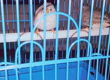 جوز زيبرا نظيفين جدا جوز زيبرا نظيفين جدا