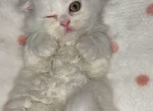 Scotish Fold kitten — سكوتش كتن Scotish Fold kitten — سكوتش كتن