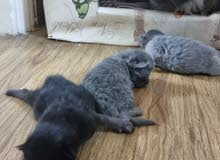 قطط للبيع قطط للبيع
