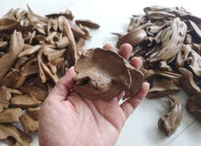 عود مروكي فاخر عود مروكي فاخر