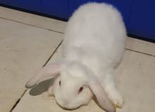 LOP RABBITS FOR SALE