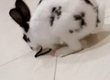 bunny for sale 50AED bunny for sale 50AED
