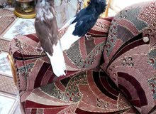 زوجين فوطه زوجين فوطه