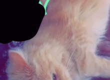 للبيع قطوه شيرازيه للبيع قطوه شيرازيه