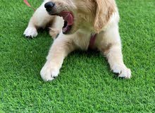 Pure Golden Retriever Boy Pure Golden Retriever Boy