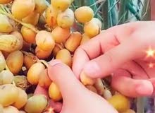 نخل للبيع حب ألمهندسين نخل للبيع حب ألمهندسين