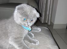 Scottish fold 2.5 months old male Scottish fold 2.5 months old male