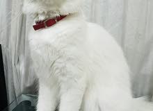 White Female Turkish Cat White Female Turkish Cat