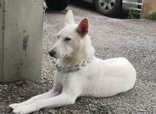Swiss shepherd Swiss shepherd