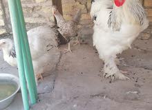 دجاج للبيع دجاج للبيع