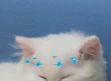 قطط شيرازي قطط شيرازي