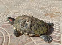 للبيع سلحفاة برمائية red eared slider turtle للبيع سلحفاة برمائية red eared slider turtle