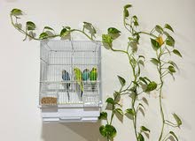 birds with cage for sale