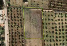 Farm Land for Sale in Irbid Jumha