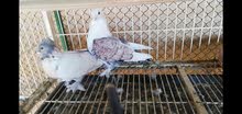 جوز حب الرمان جوز حب الرمان