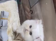 قط للبيع قط للبيع