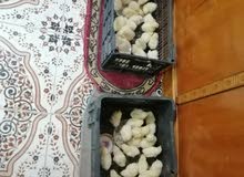 للبيع افراخ لوهمان ابلجيكي الزوج الف للبيع افراخ لوهمان ابلجيكي الزوج الف
