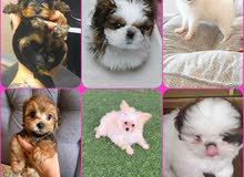 CUTEST PURE BREED PUPPIES AVAILABLE FOR SALE CUTEST PURE BREED PUPPIES AVAILABLE FOR SALE