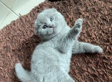 Scottish fold kittens Scottish fold kittens