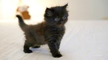 mixed Persian birman male kitten mixed Persian birman male kitten