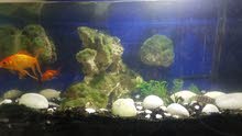 2 fish big fish box with all items urgent sale 2 fish big fish box with all items urgent sale