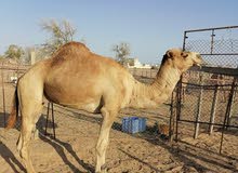 بعير للبيع بعير للبيع