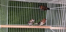 bangalese finch pair with owl finch chick bangalese finch pair with owl finch chick