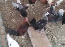 دجاج من ثلاث الى اربع شهور دجاج من ثلاث الى اربع شهور