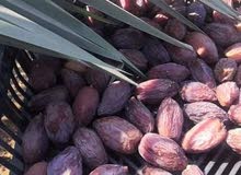 مطلوب عائلة سوريه لاأستلام مزرعه بل غور مطلوب عائلة سوريه لاأستلام مزرعه بل غور